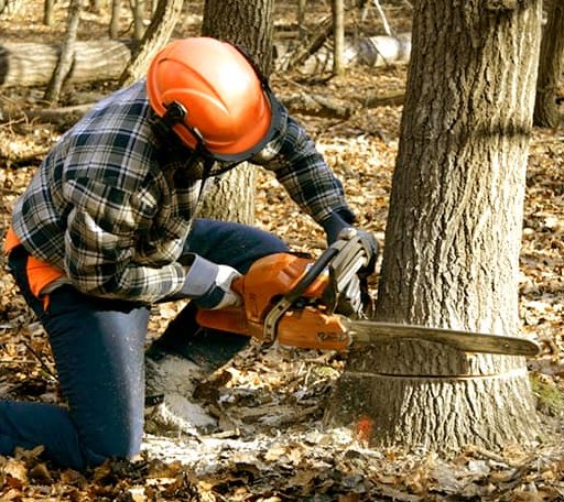 Tree Removal in Saint Leonard, MD